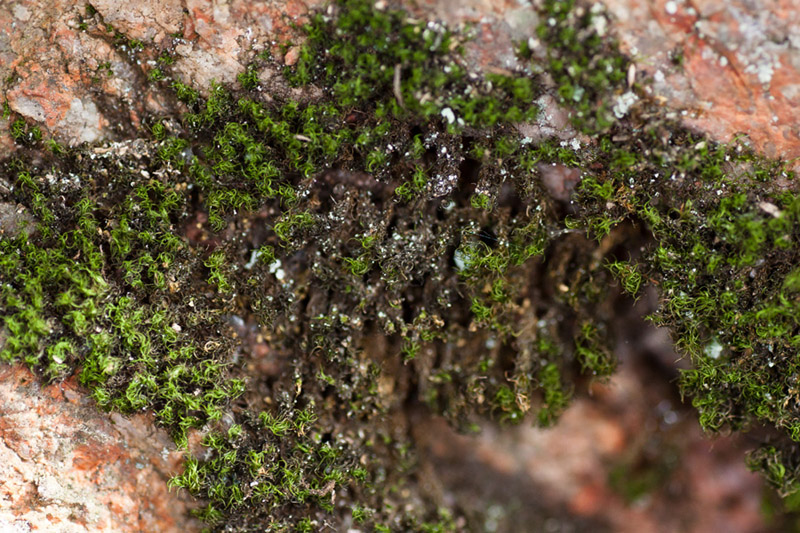 Dicranum fulvum